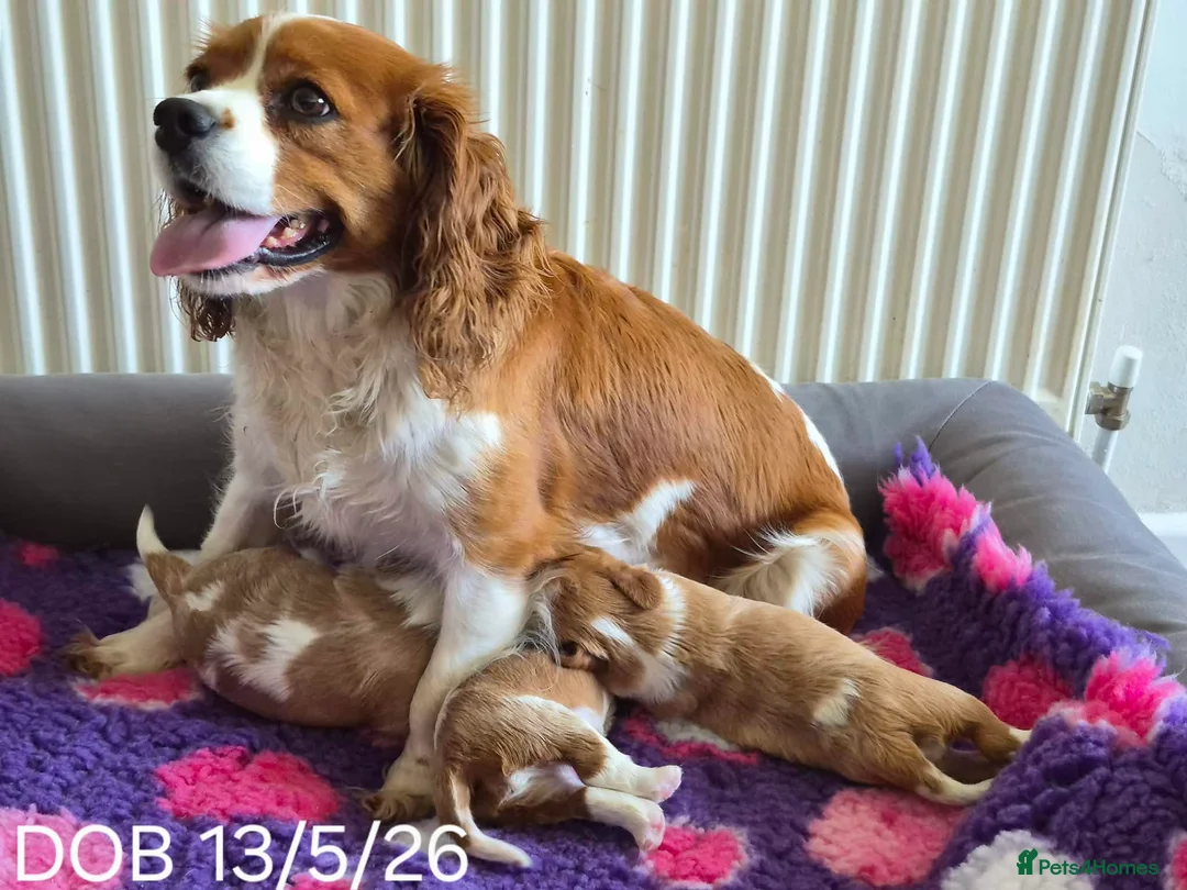 Cavalier King Charles Spaniel dogs for sale: QUALITY KC REGISTERED CAVALIERS  - Advert 2