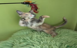 Maine Coon cats for sale: Beautiful Pedigree Maine Coon Kittens  - Image 28