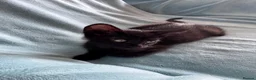 Mixed Breed cats for sale: Beautiful siamese mixed breed black kitten  in Stevenage - Advert 4