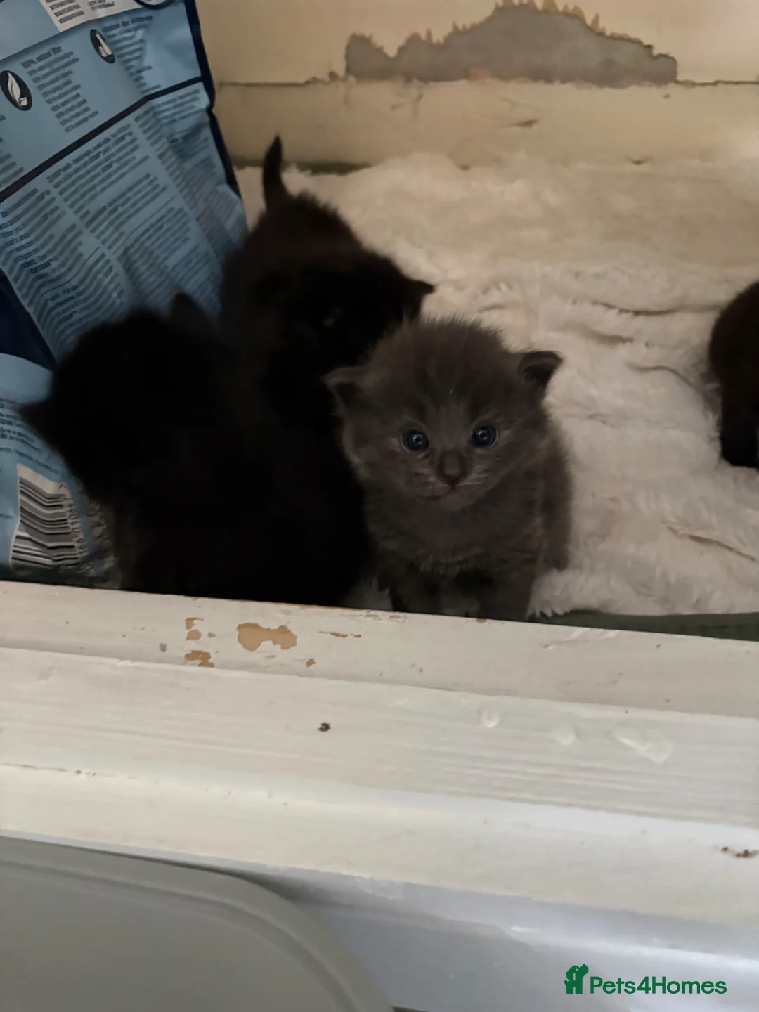 Ragdoll cats for sale: Cross rag dolls in Sunderland - Advert 2