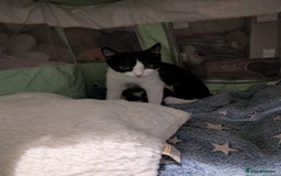 Mixed Breed cats for sale: 2 girl kittens for sale.  - Image 3