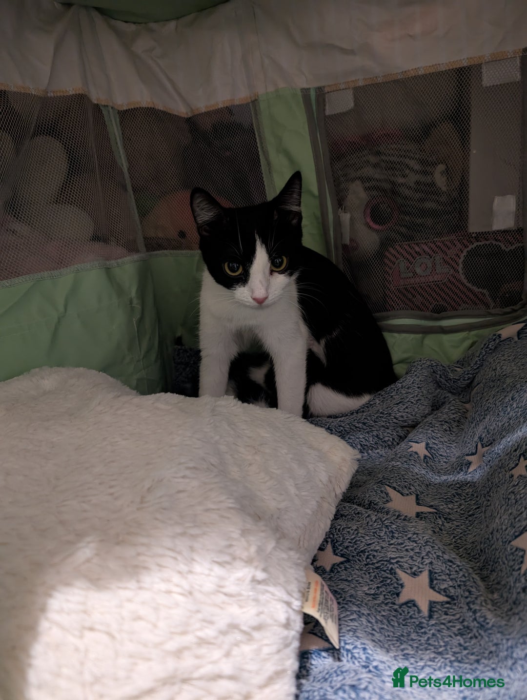 Mixed Breed cats for sale: 2 girl kittens for sale.  - Image 3