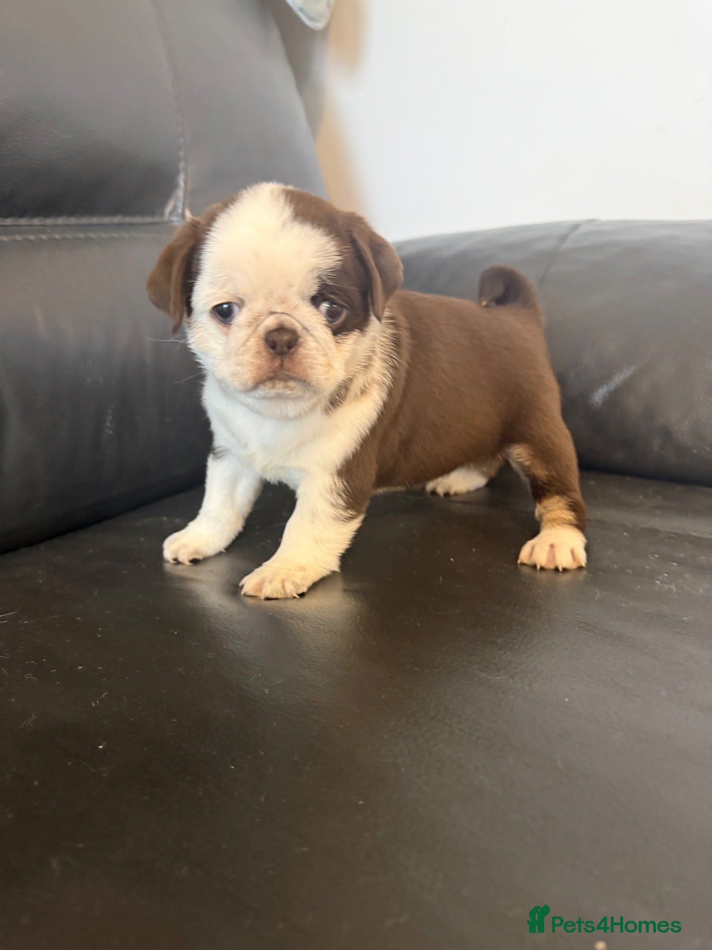 Pug dogs Kc lilac and choc pugs - 5 star licenced breeder - Advert 1