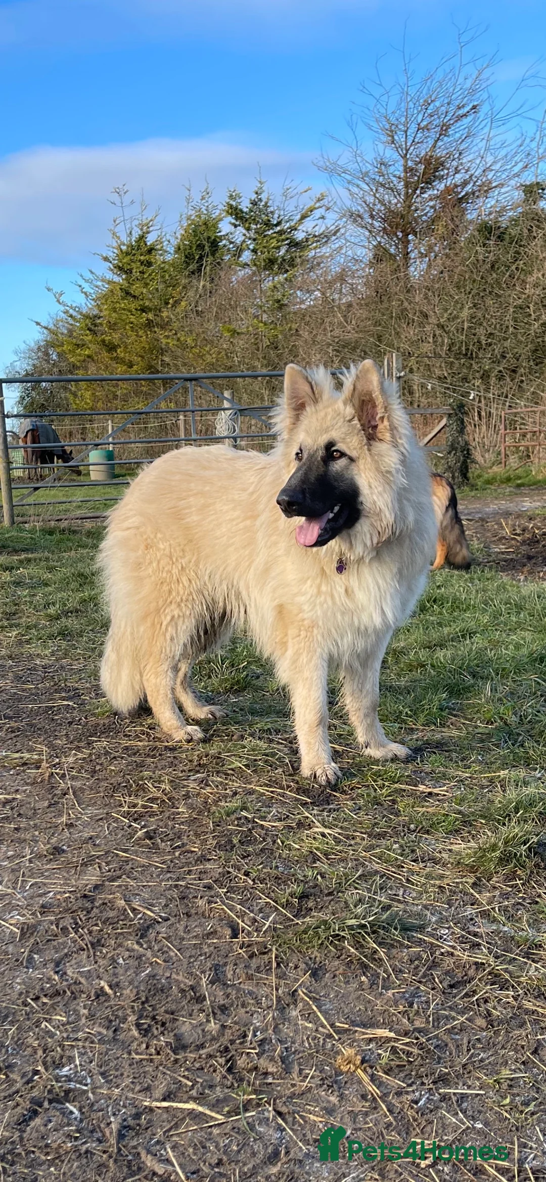 German Shepherd dogs for stud: FOR STUD. CREAM SABLE. LONG COATED. HEALTH TESTED in Royston - Advert 5