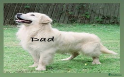 Golden Retriever dogs for sale: KC Reg Cream Boys from health tested parents.  - Image 36