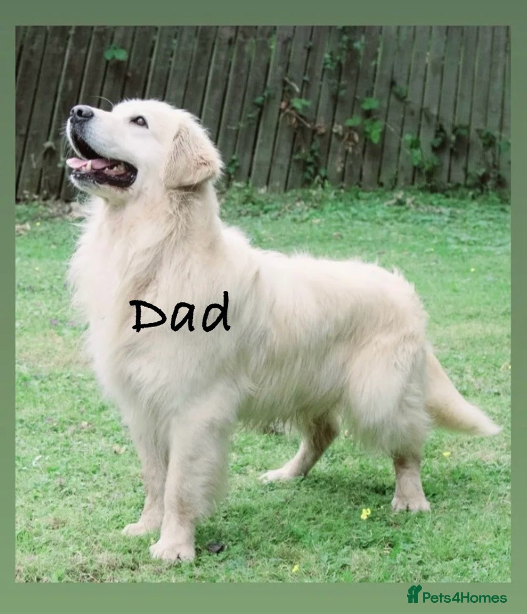 Golden Retriever dogs for sale: KC Reg Cream Boys from health tested parents.  - Image 36
