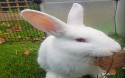 New Zealand rabbits for sale: Gorgeous New Zealand White Bunnies - Image 3