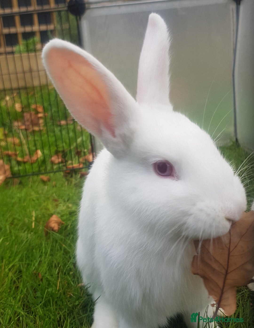 New Zealand rabbits for sale: Gorgeous New Zealand White Bunnies - Image 3