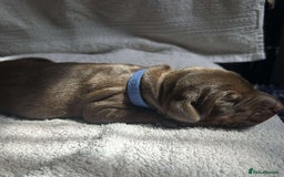 Dobermann dogs for sale: Beautiful litter of Doberman puppies  - Image 10