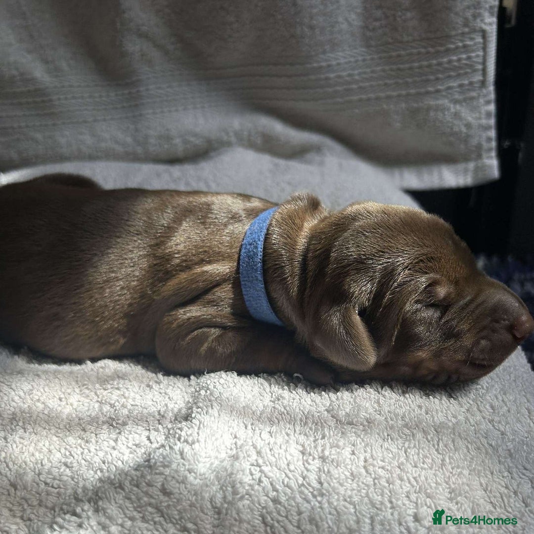 Dobermann dogs for sale: Beautiful litter of Doberman puppies  - Image 10