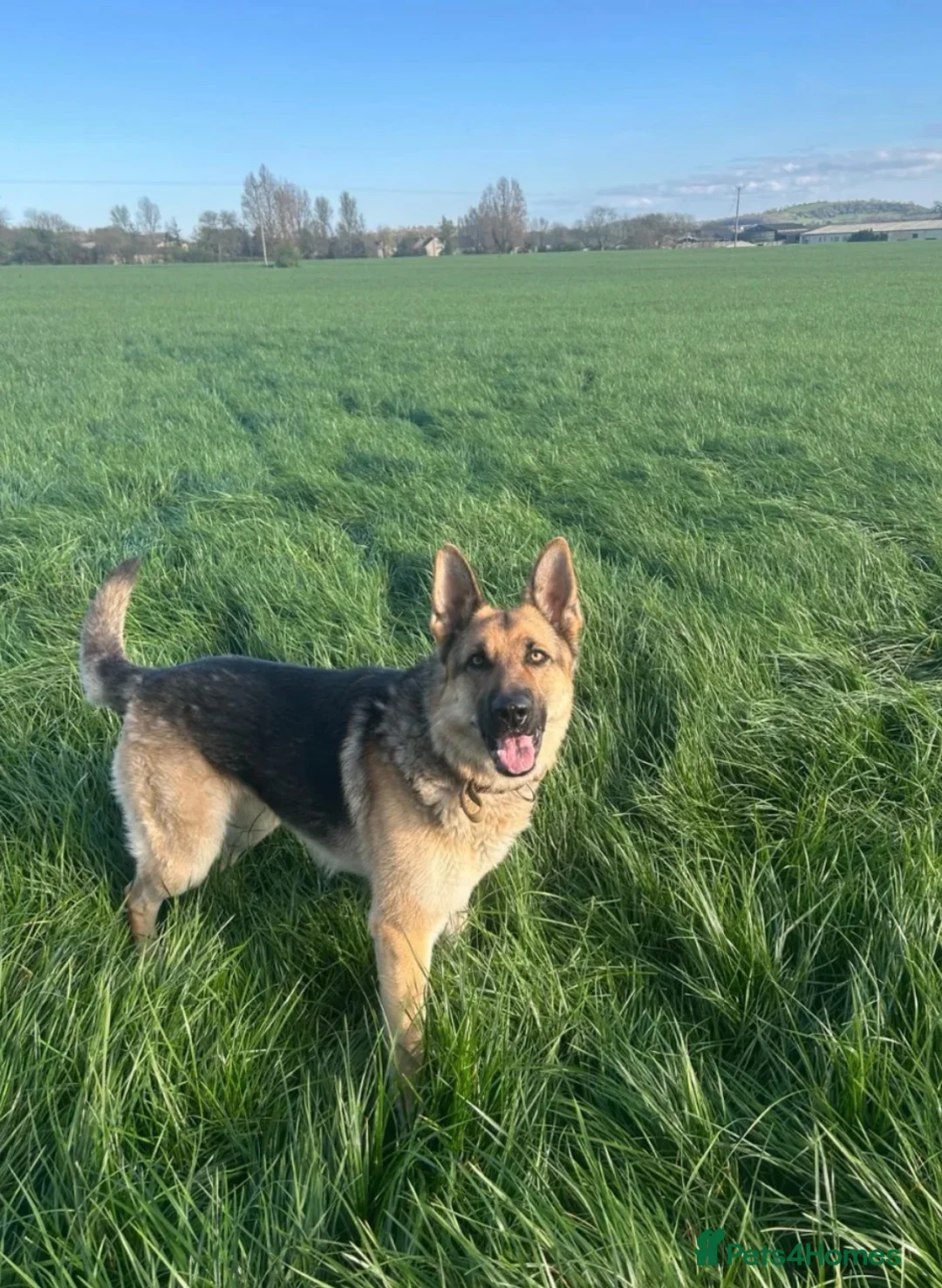 German Shepherd dogs for sale: Working line Shepherd pups - Advert 36