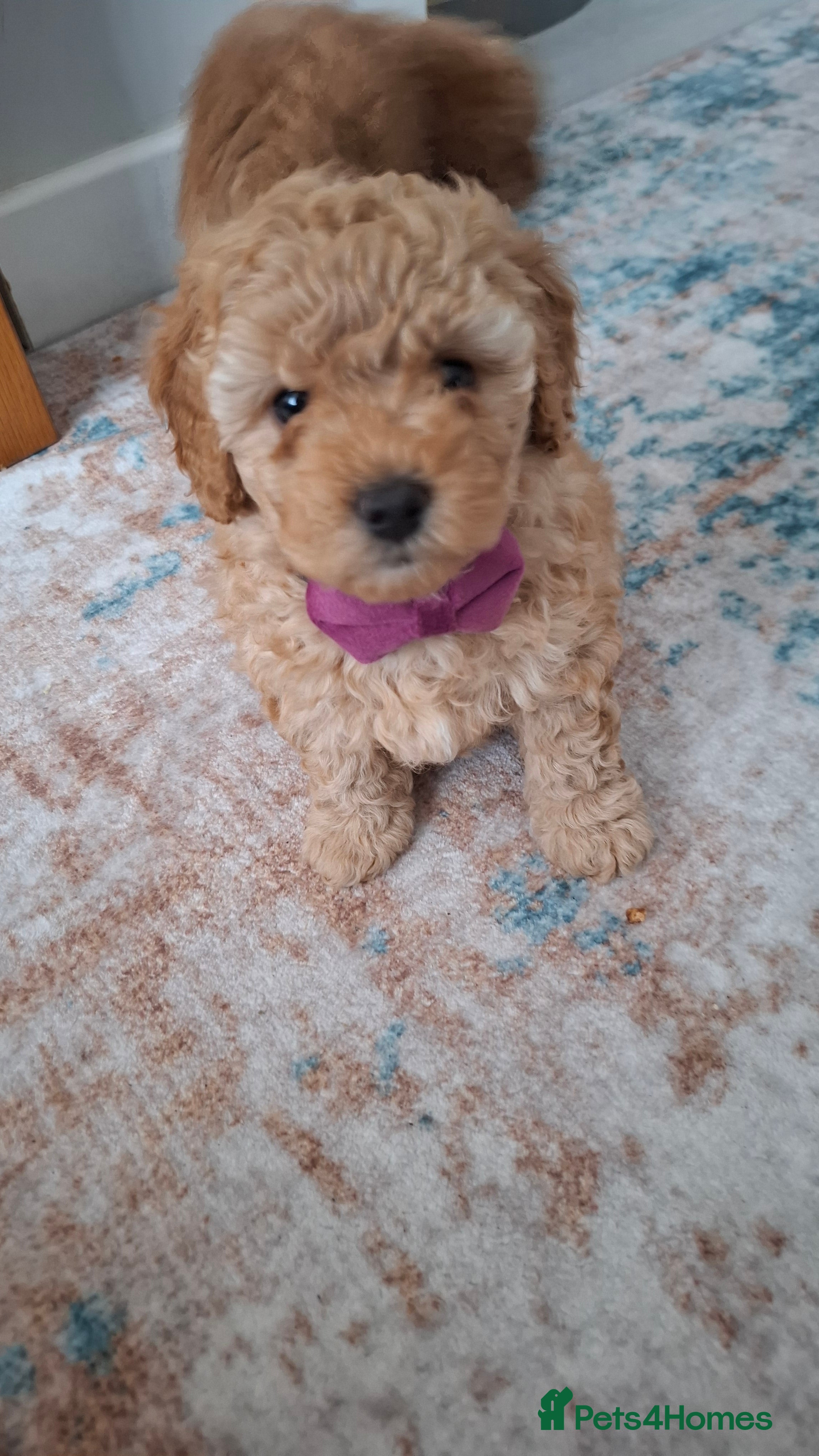 Maltipoo dogs Gorgeous maltipoo for sale - Advert 1