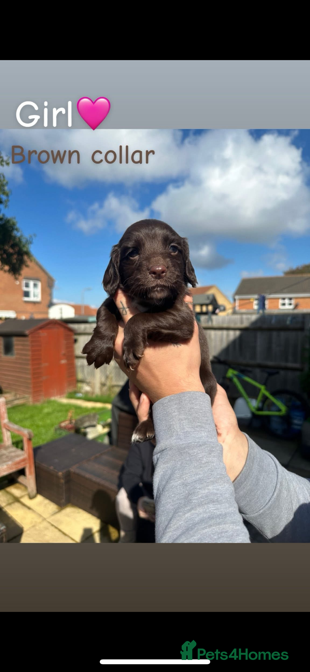 Cocker Spaniel dogs for sale: Cocker Spaniel Puppies ready 22nd October  - Image 5