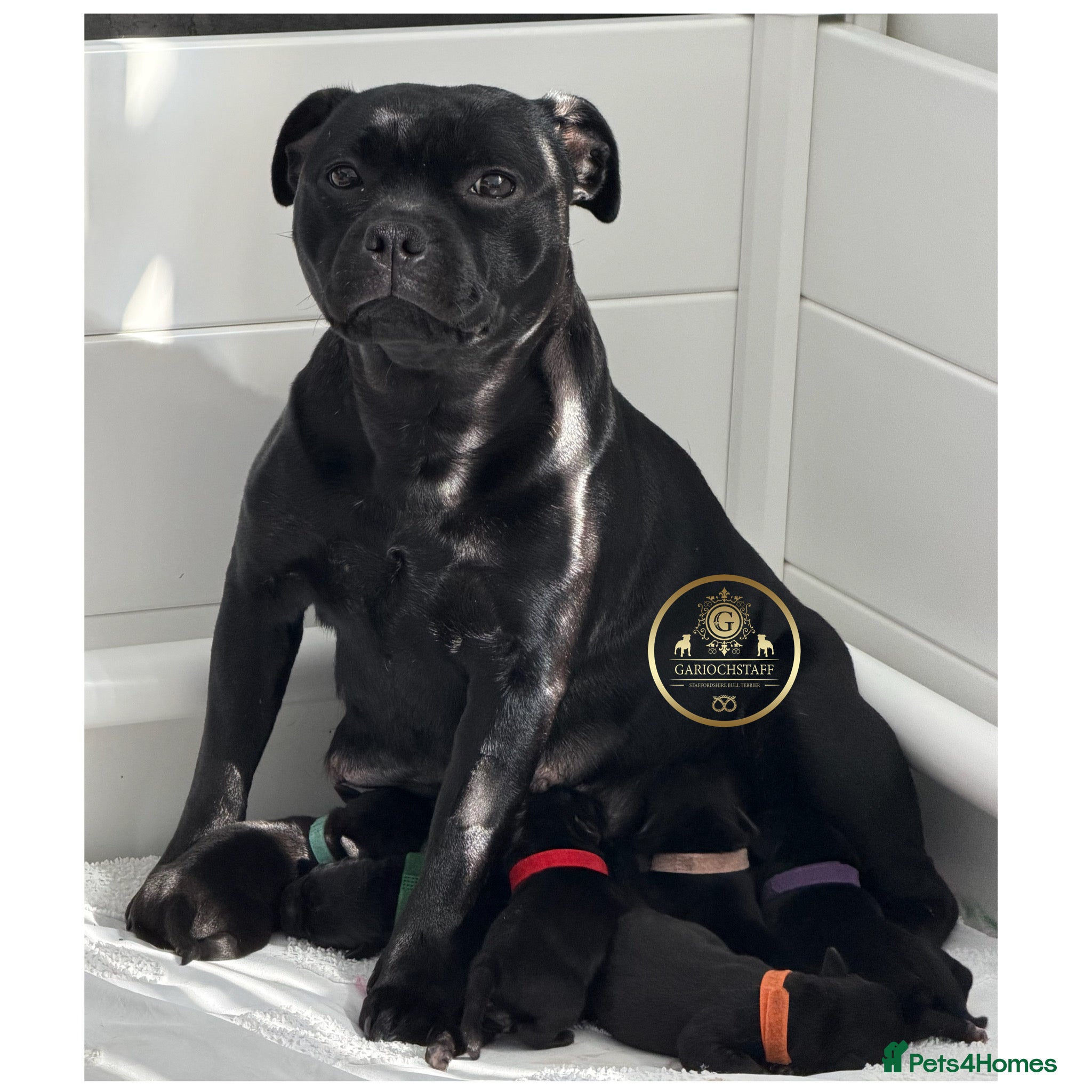 Staffordshire Bull Terrier dogs KC Black Staffordshire Bull Terrier  - Advert 12