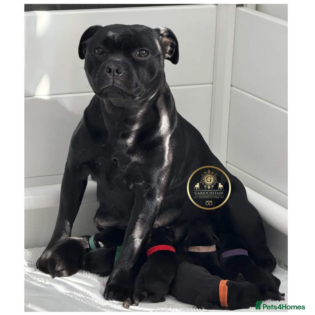 Staffordshire Bull Terrier dogs for sale: KC Black Staffordshire Bull Terrier  - Advert 1