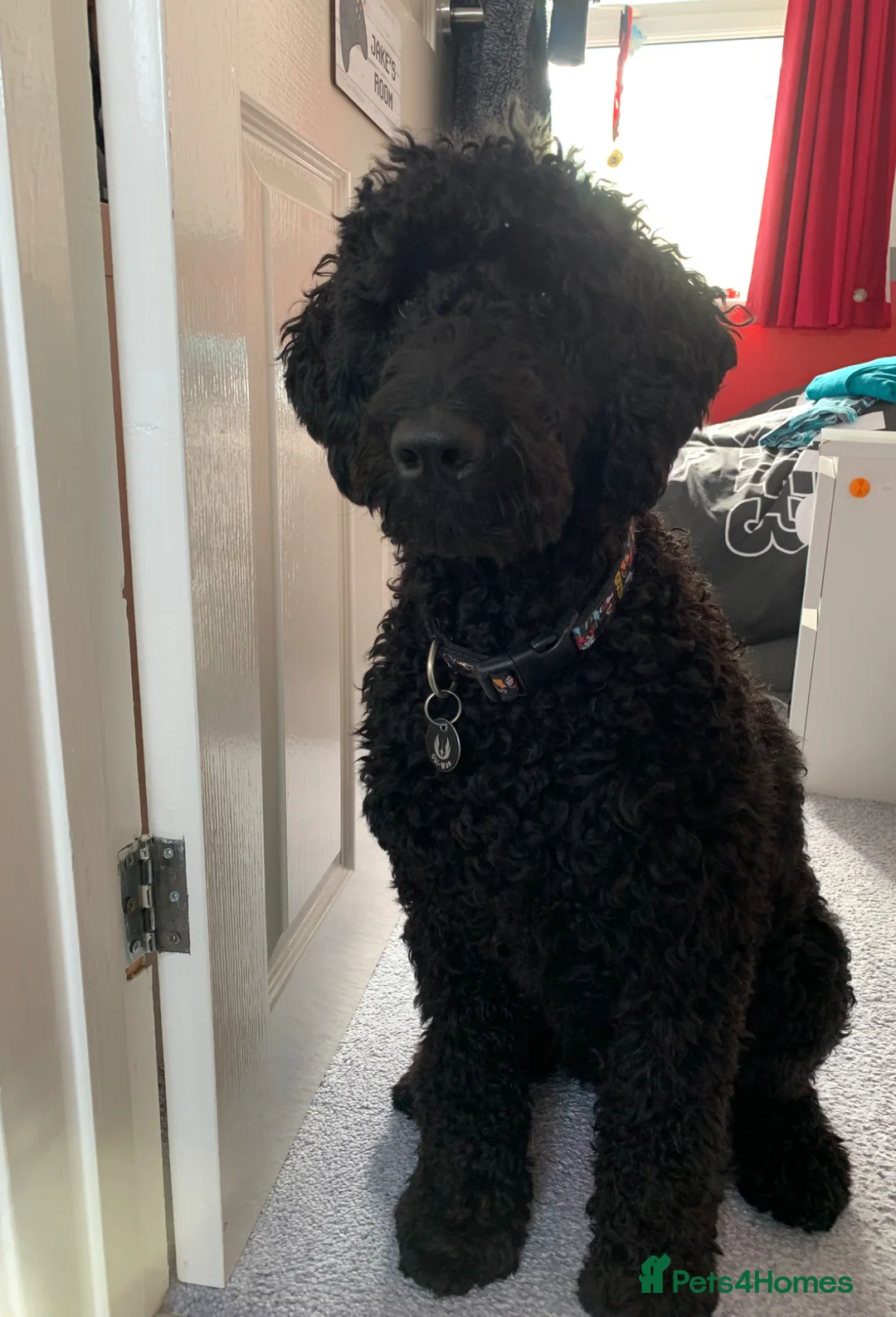 Labradoodle dogs for sale: Obi. Labradoodle - Advert 7