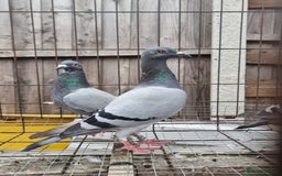 Pigeons birds for sale: Racing pigeons for sale - Image 2