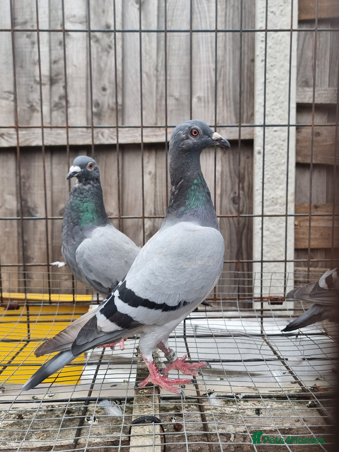 Pigeons birds for sale: Racing pigeons for sale - Image 2