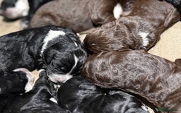 Cockapoo dogs for sale: Miniature f1 Cockapoos puppies - Advert 11
