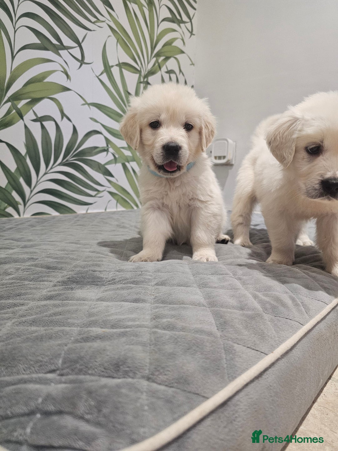 Golden Retriever dogs for sale: Extensively Health Tested English Cream Puppies - Advert 19