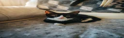 Mixed Breed cats for sale: Kittens for sale  in Coventry - Advert 2
