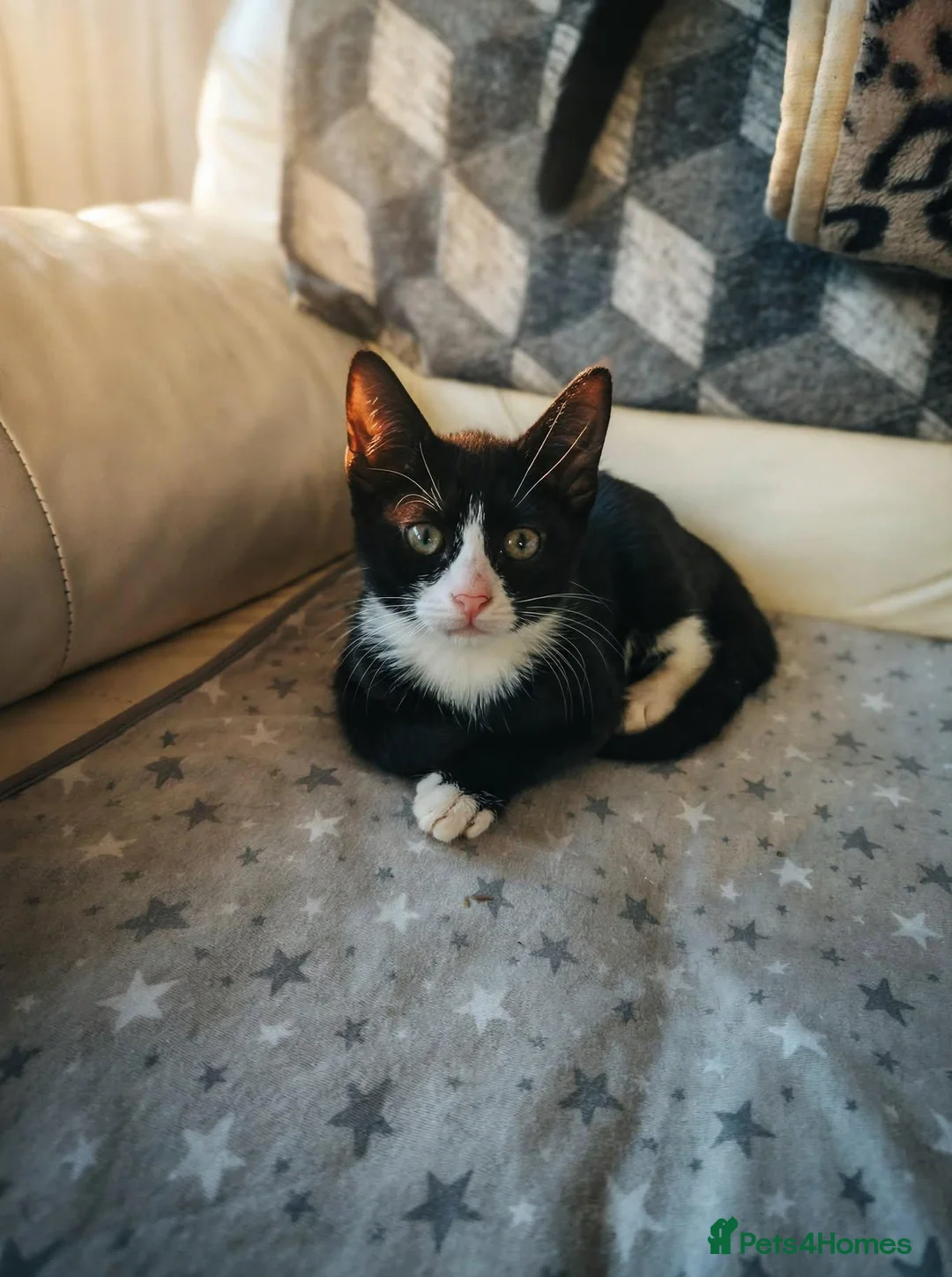 Mixed Breed cats for sale: Kittens for sale  in Coventry - Advert 2