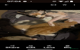 Mixed Breed cats for sale: Beautiful mixed breed kittens ragdoll x sphinx elf - Image 6