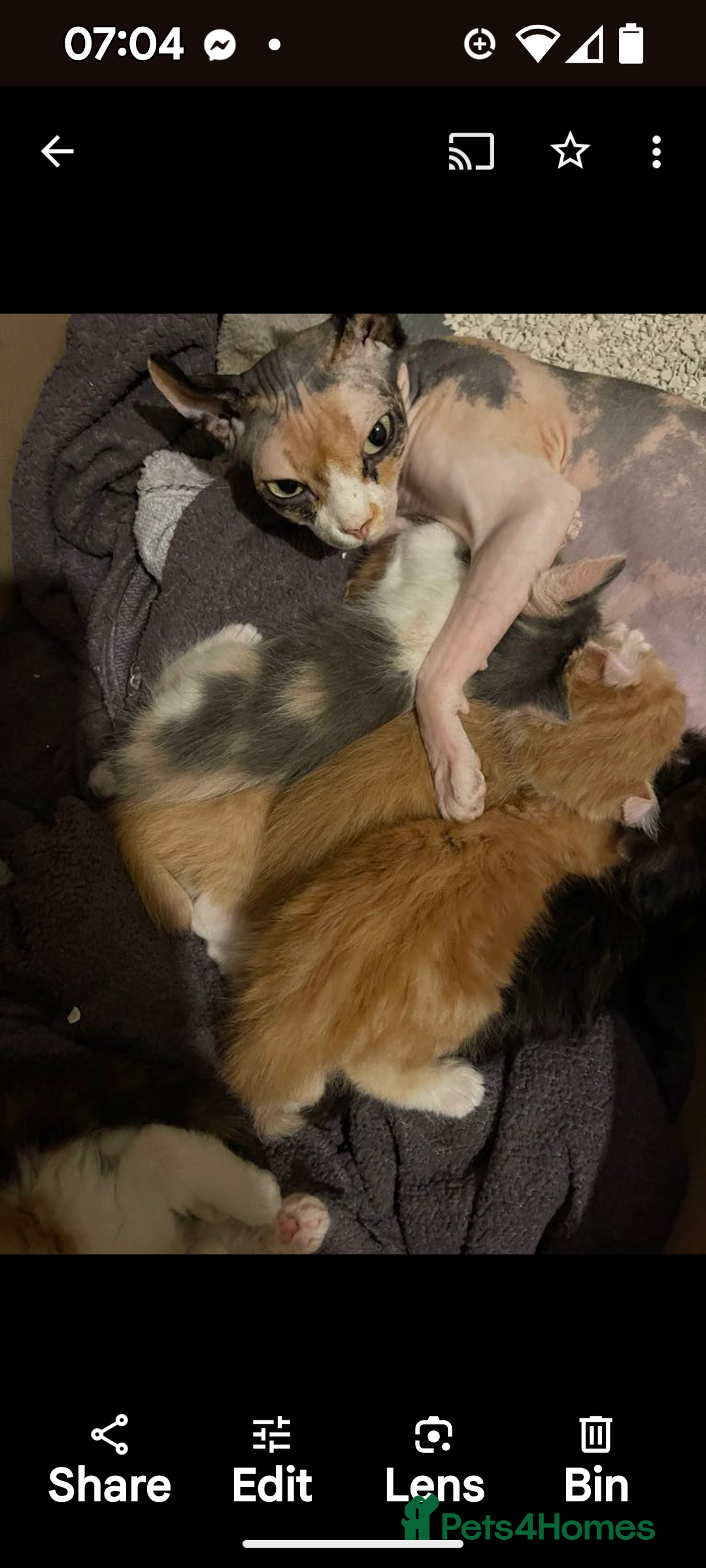 Mixed Breed cats for sale: Beautiful mixed breed kittens ragdoll x sphinx elf - Image 6