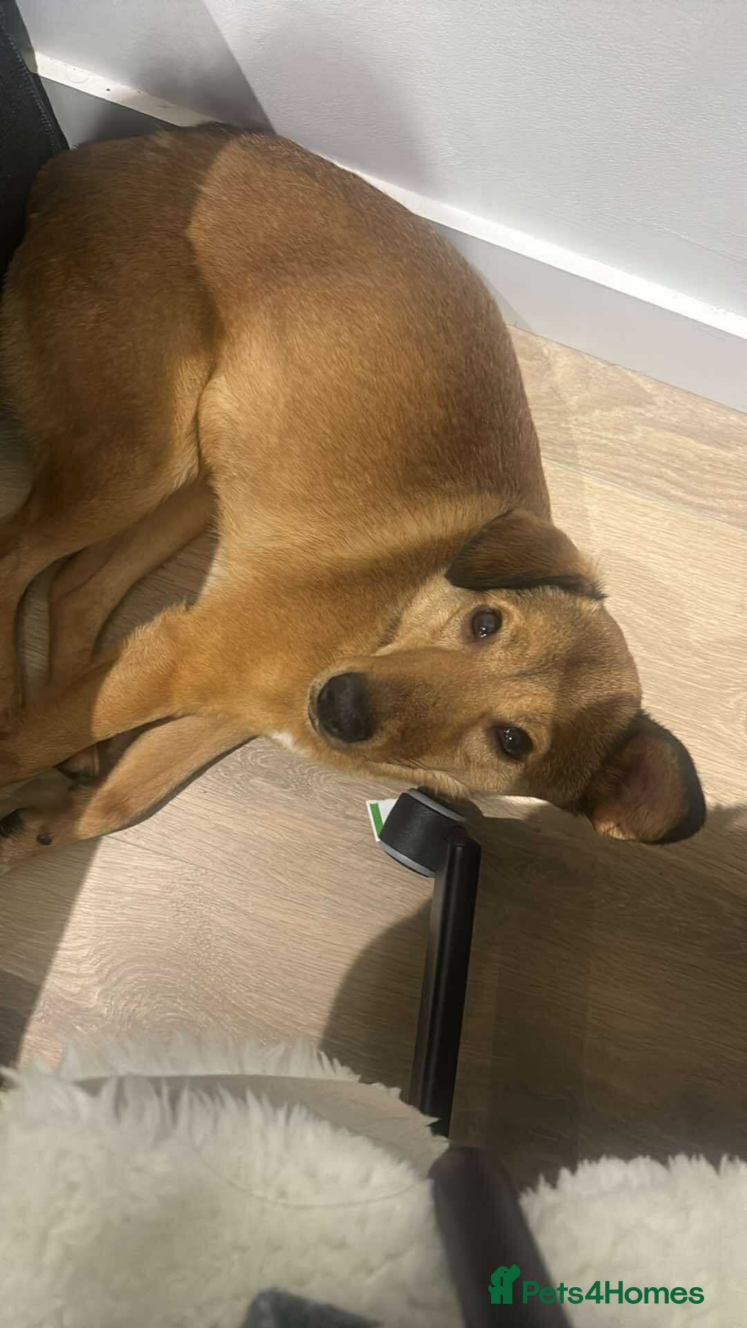 Mixed Breed dogs for adoption: Fajitas for adoption - Advert 6