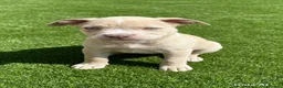 American Bully dogs for sale: Puppies for sale  in Dagenham - Advert 3
