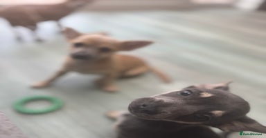 Chihuahua dogs - Advert 6