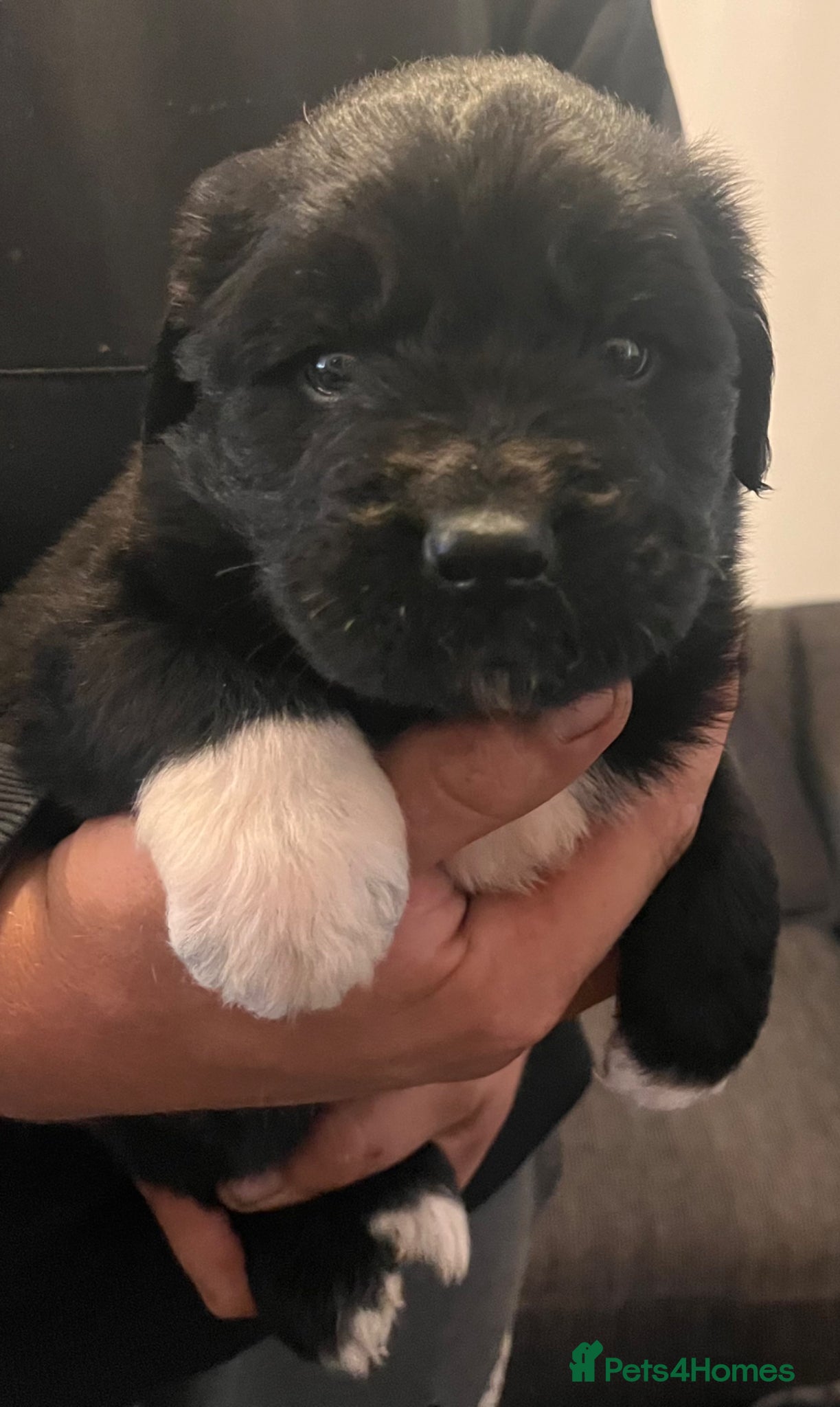 Mixed Breed dogs for sale: Black & landseer Newfoundland puppies  - Advert 30