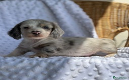 Miniature Dachshund dogs for sale: Miniature Dachshund Puppies  - Image 15