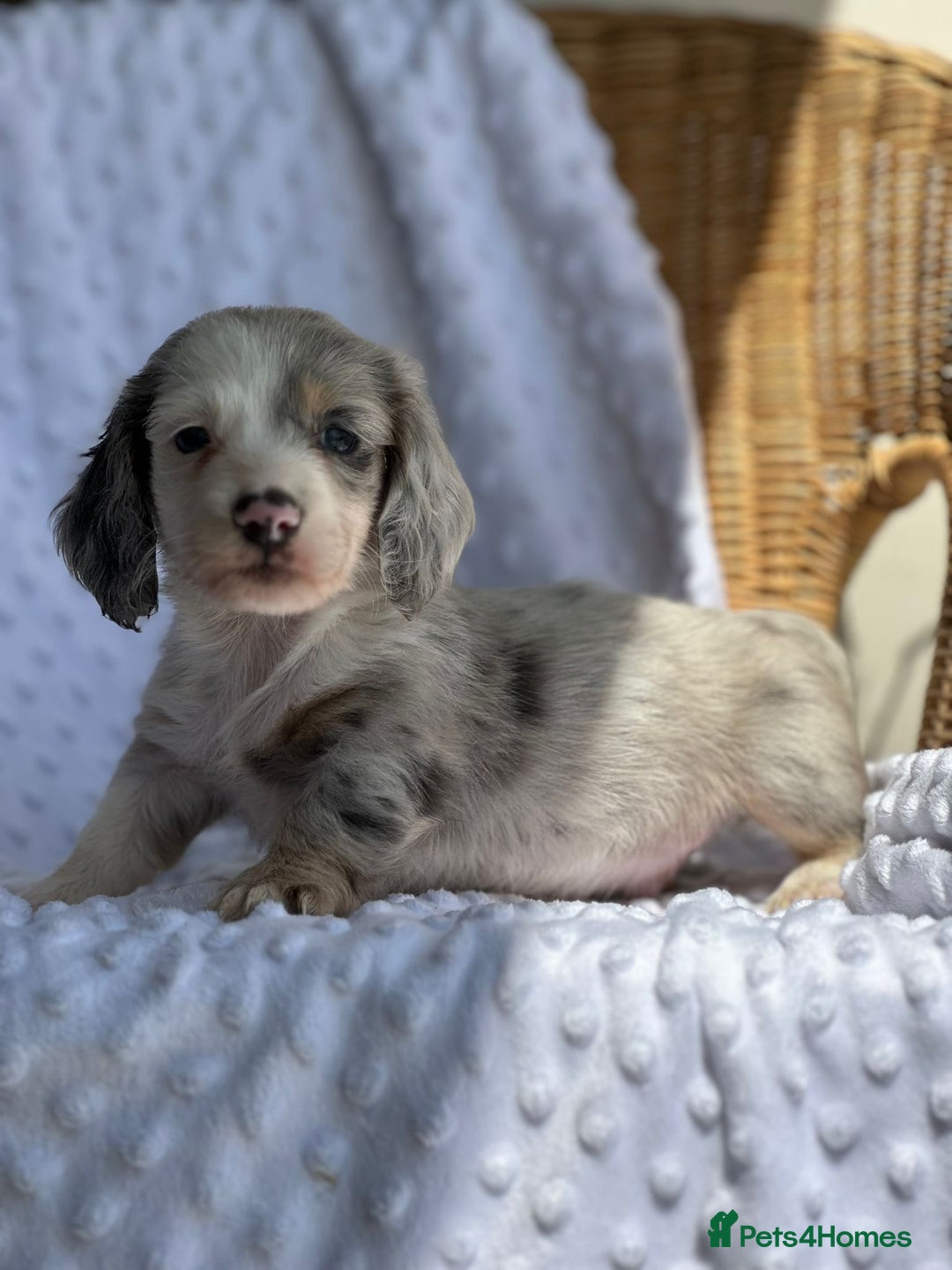 Miniature Dachshund dogs for sale: Miniature Dachshund Puppies  - Image 15