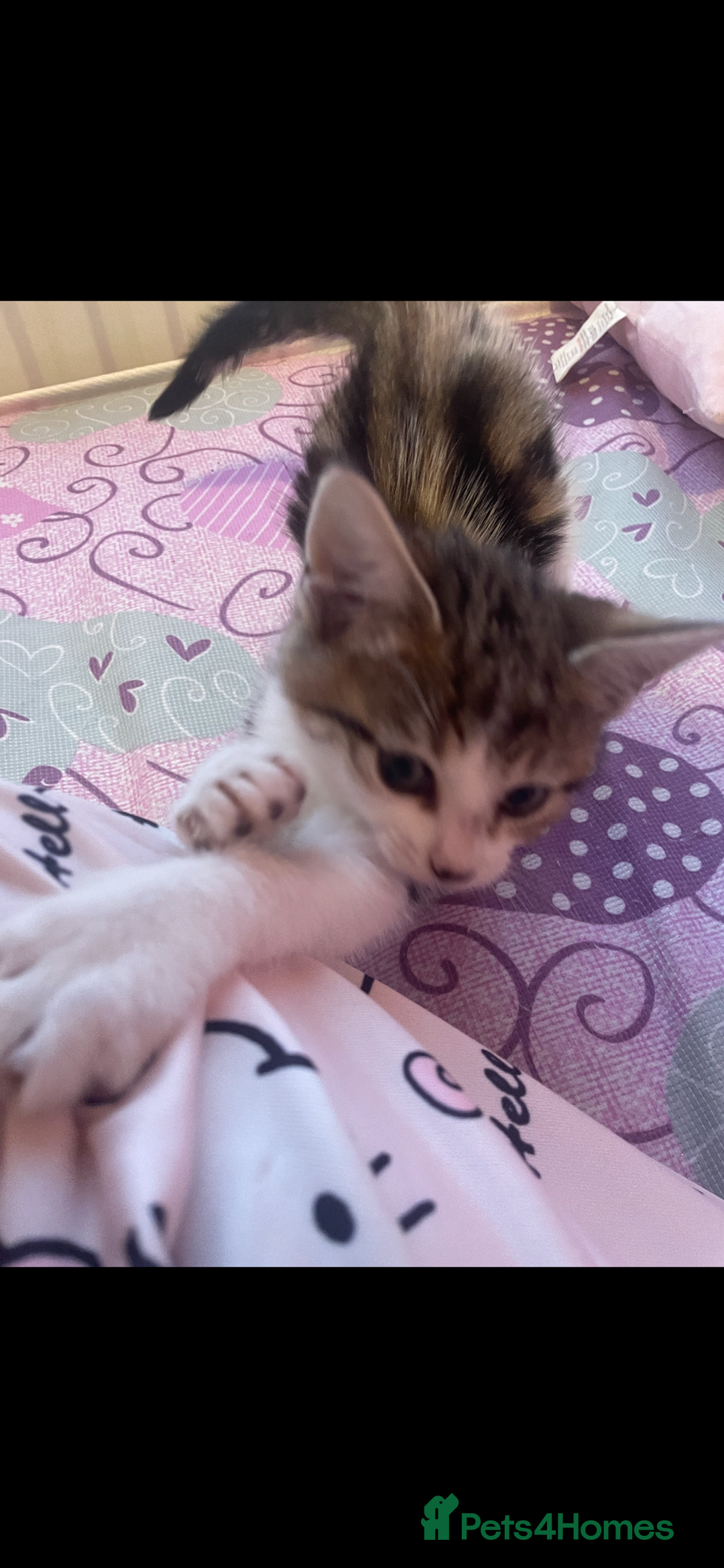 Mixed Breed cats for sale: 4 beautiful tabby kittens - Advert 13