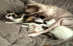 Mixed Breed cats for sale: Half Sphynx  - Image 11