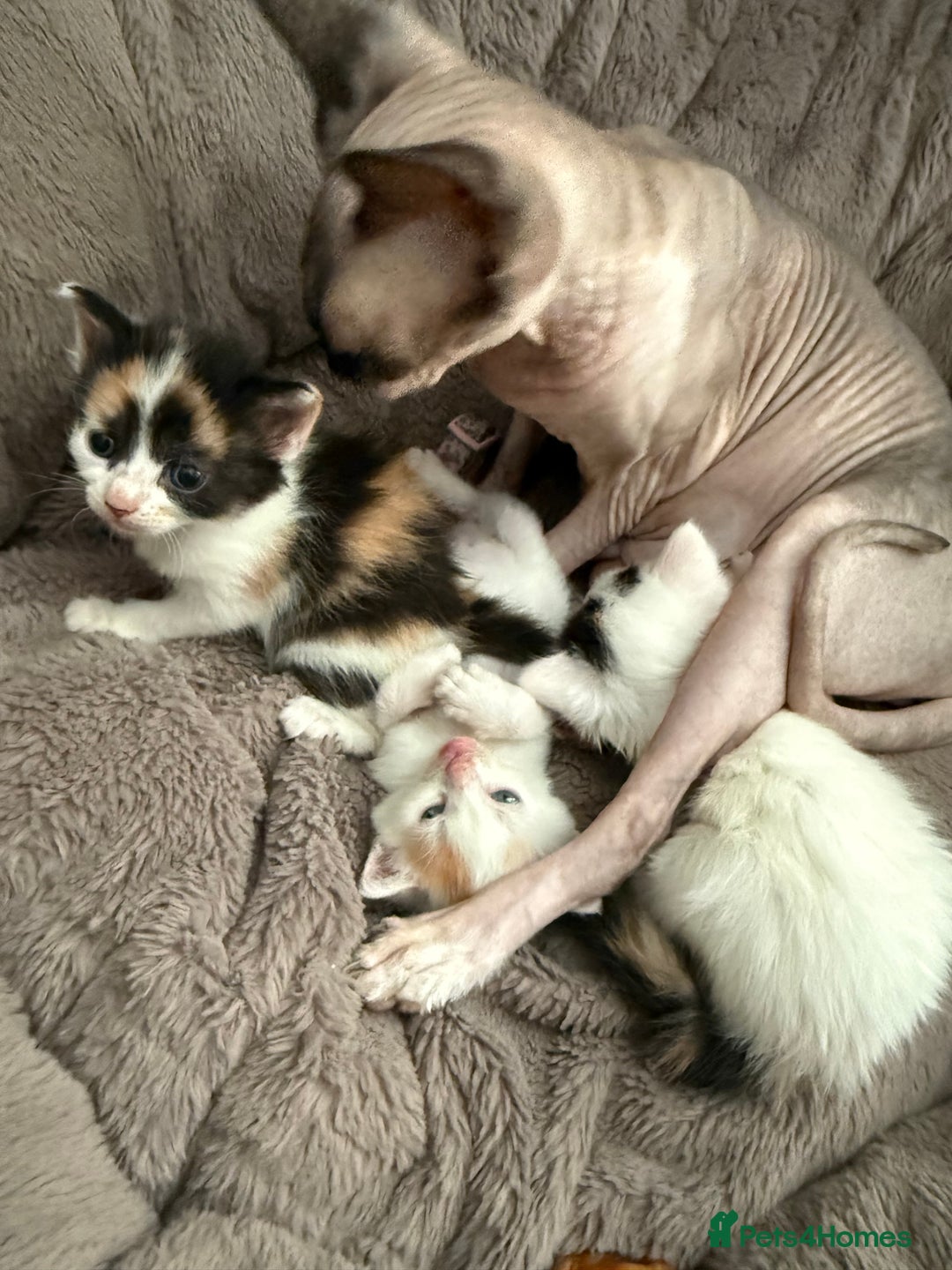 Mixed Breed cats for sale: Half Sphynx  - Image 11
