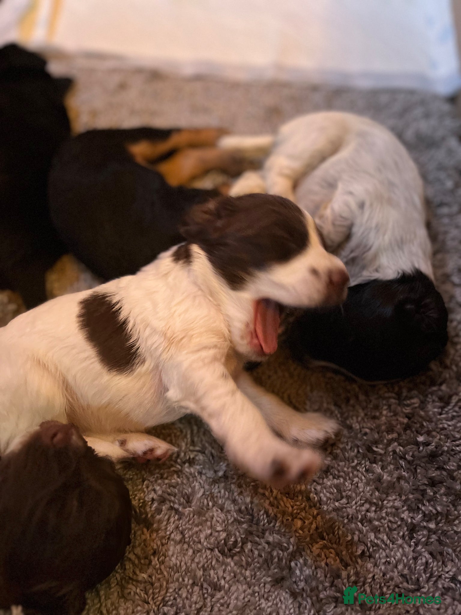 Cocker Spaniel dogs Working Cocker Spaniel Puppies for Sale - Advert 2