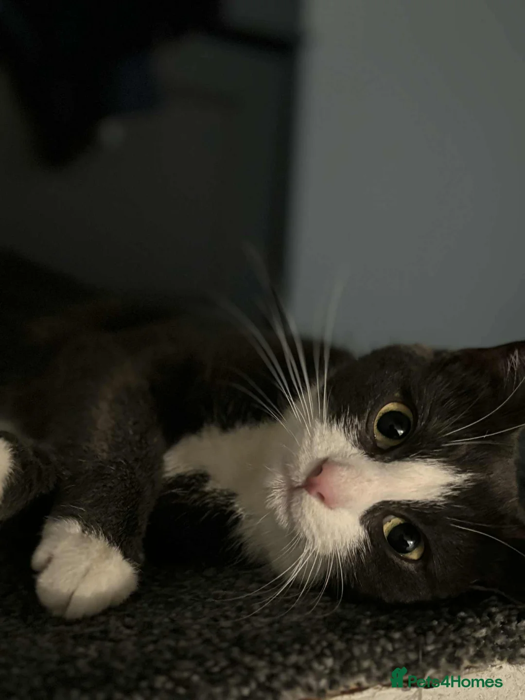 British Shorthair cats for sale: Dark grey and white cat in Romford - Advert 3