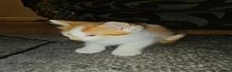 Mixed Breed cats for sale: Lovely kittens  - Advert 3