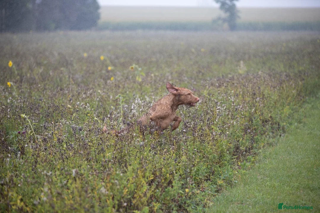 Hungarian Vizsla dogs for stud: Hungarian Wire Haired Vizsla Stud (Fully Tested) in Llangollen - Advert 4