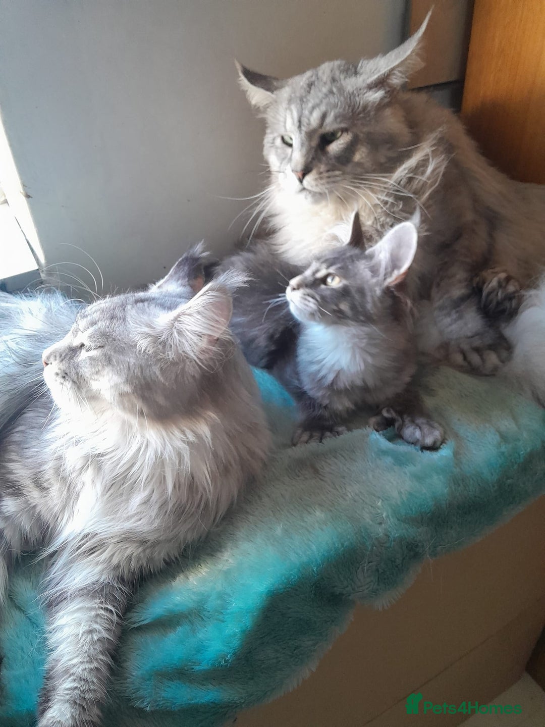 Maine Coon cats for sale: black smoke ticked ns25 polydactyl girl maine coon - Advert 10