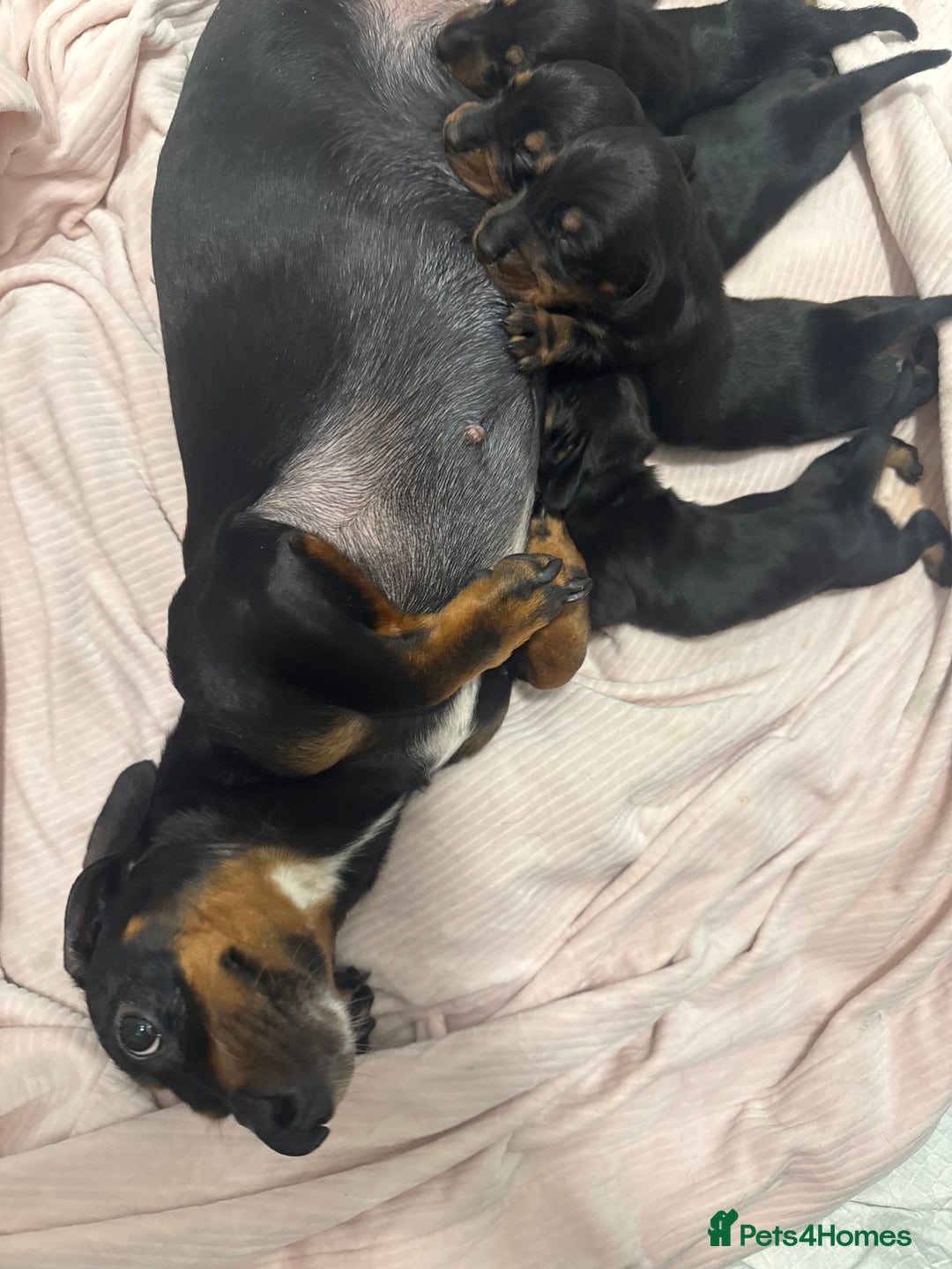 Miniature Dachshund dogs for sale: Stunning miniature dashaunds - Advert 6