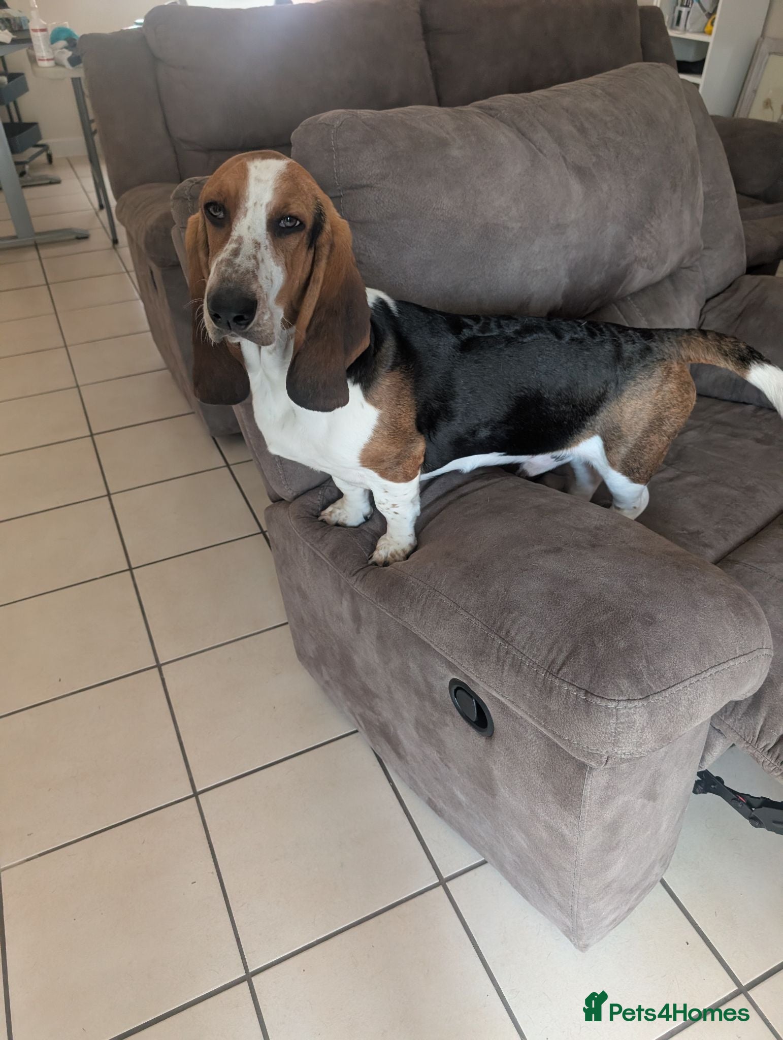 Basset Hound dogs 8 month old male Basset Hound - Advert 11