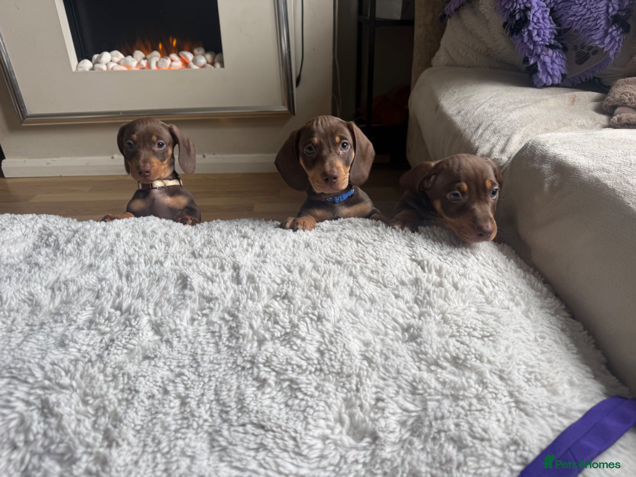 Miniature Dachshund dogs Beautiful Miniature Dachshund - Advert 2
