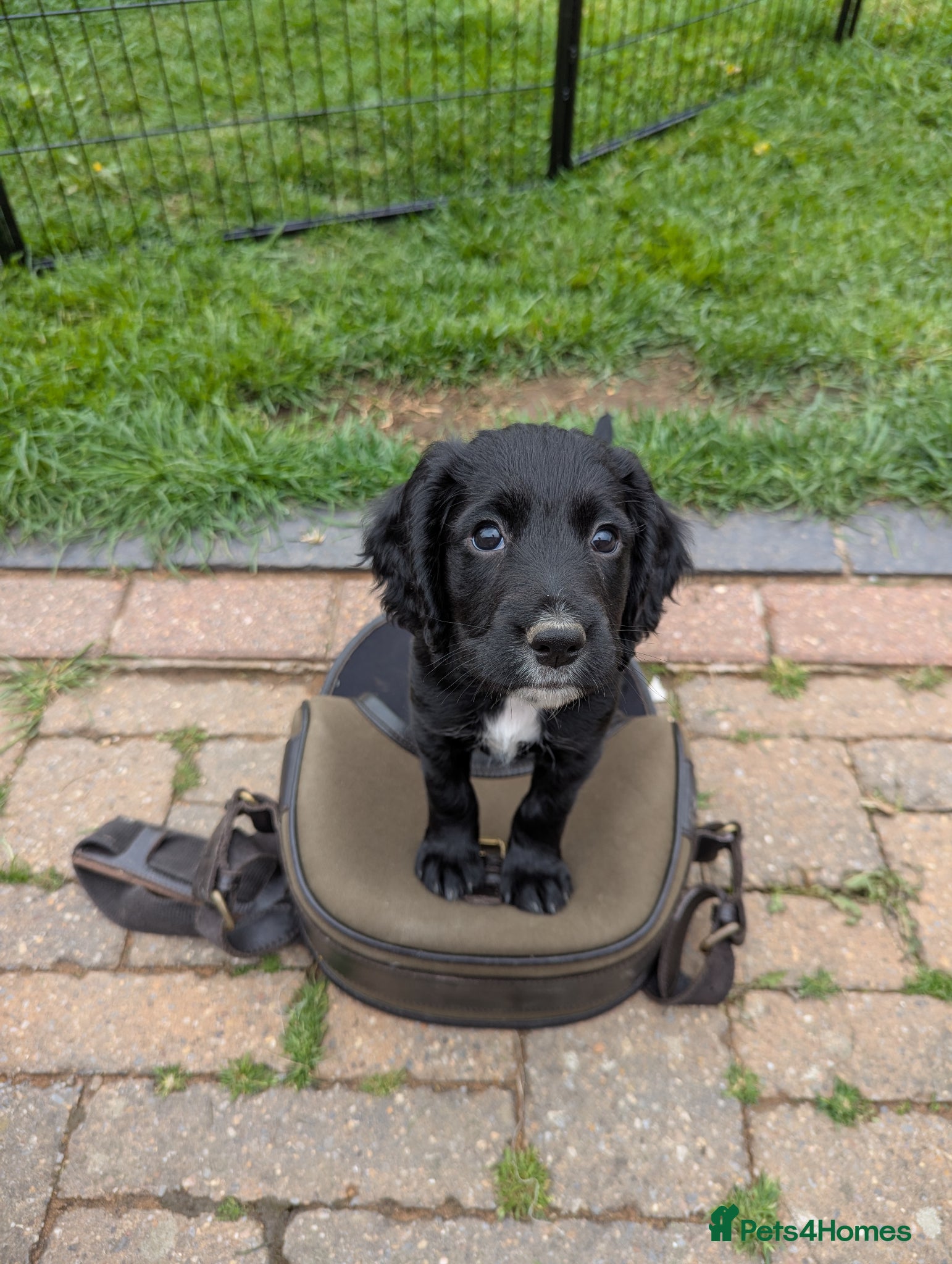 Cocker Spaniel dogs for sale: KC Registered Working Cocker Spaniel Puppies - Advert 1