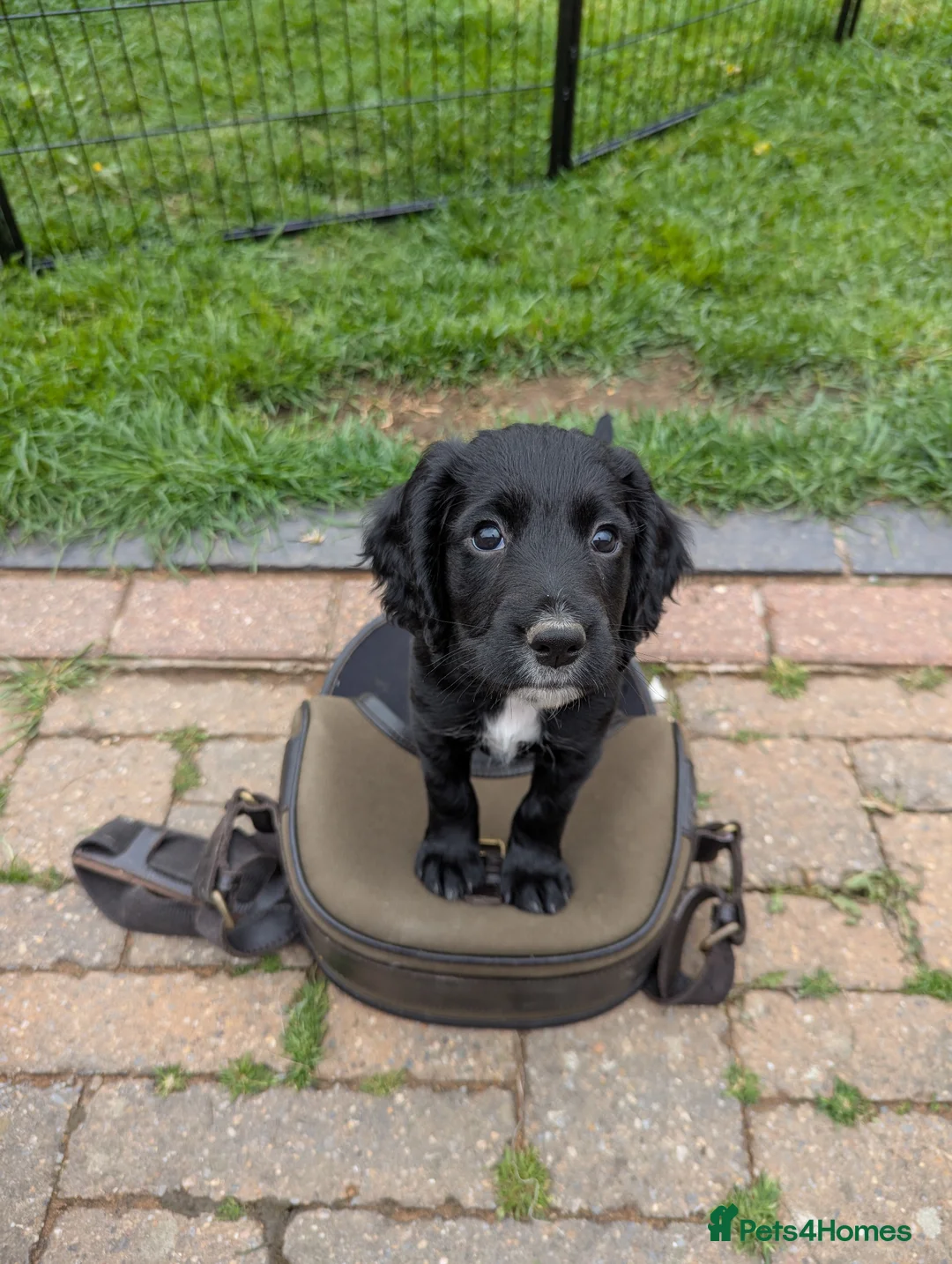 Cocker Spaniel dogs for sale: KC Registered Working Cocker Spaniel Puppies - Advert 1