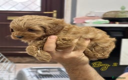 Shihpoo dogs for sale: 🐾 Toy Poodle x Shihpoo Puppies for Sale - Image 25