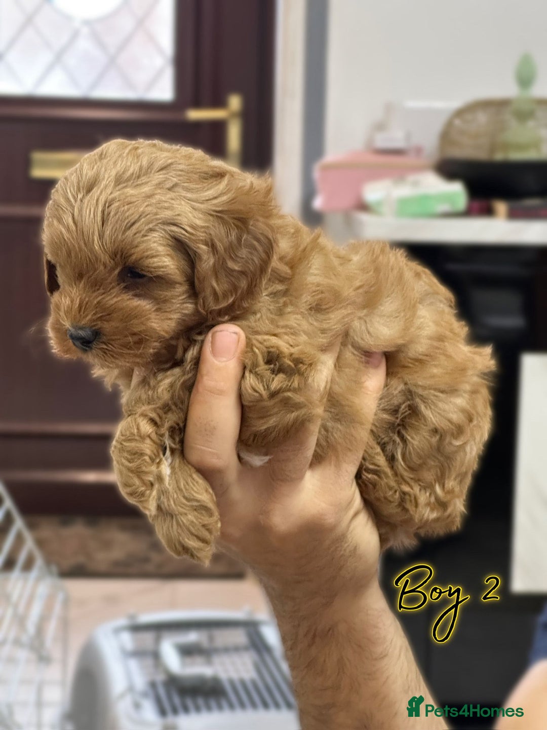Shihpoo dogs for sale: 🐾 Toy Poodle x Shihpoo Puppies for Sale - Image 25