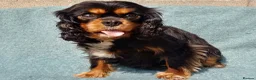 Cavalier King Charles Spaniel dogs for sale: Choc & Tan carriers - CKC Spaniel Puppies - Advert 3